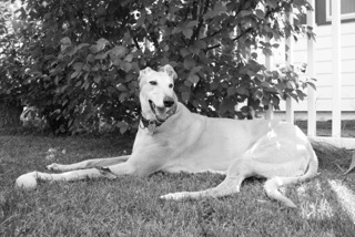 forestwalks3 001 (1)