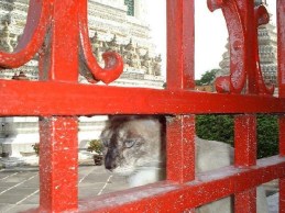 2804570-Siamese_cat_Bangkok