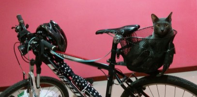 Bike Cat