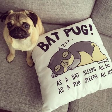 13006711_1002910683136428_4444824334590593914_n