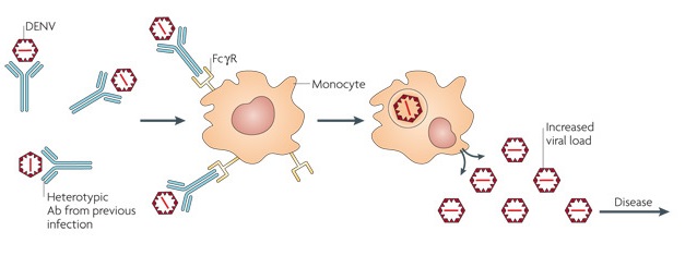 Antibody Dependent Enhancement