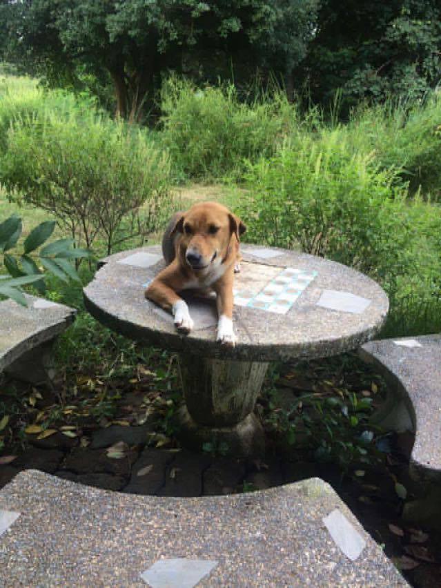 The Dog Days of&nbsp;Thailand