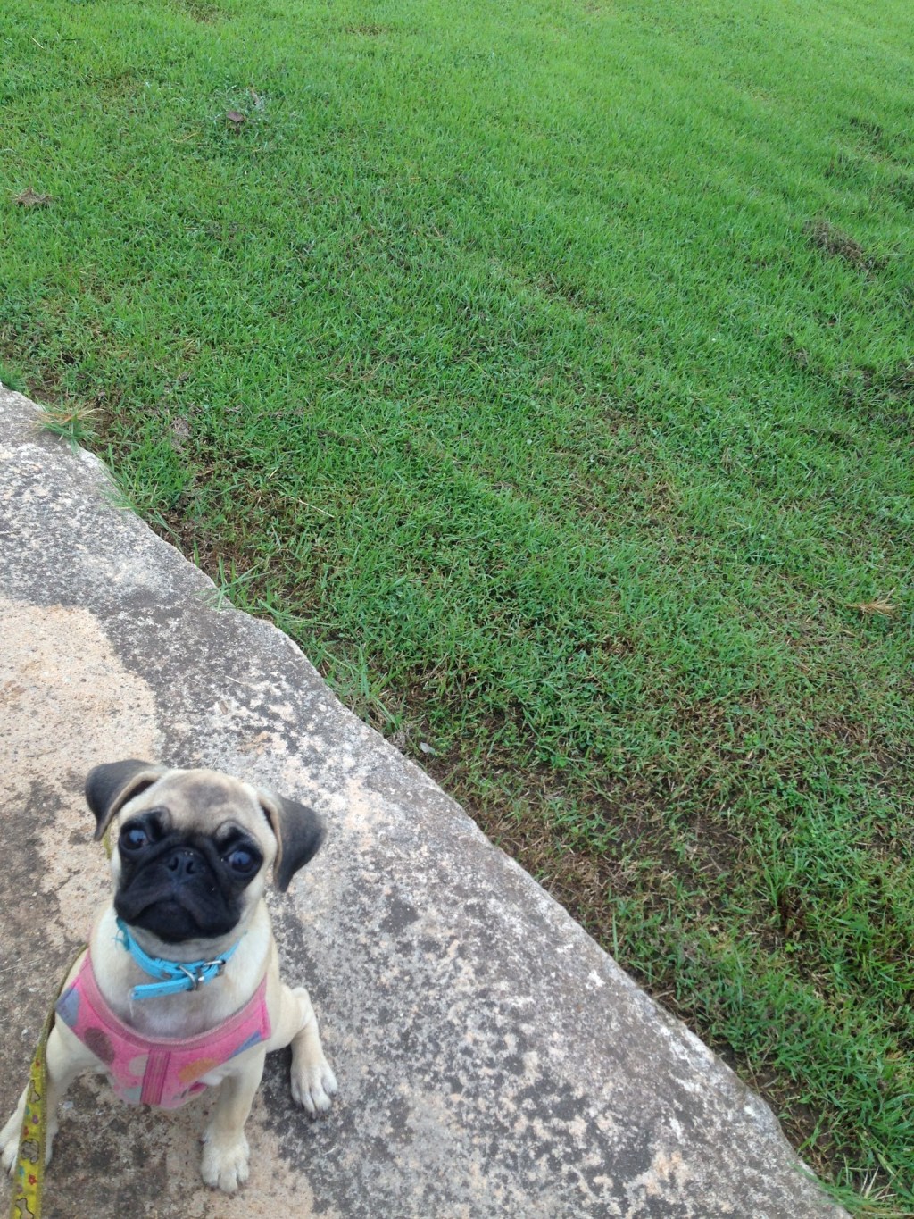 Road to Khon Kaen: Dealing with Motivational Stray&nbsp;Dogs