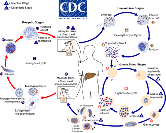 malaria_lifecycle
