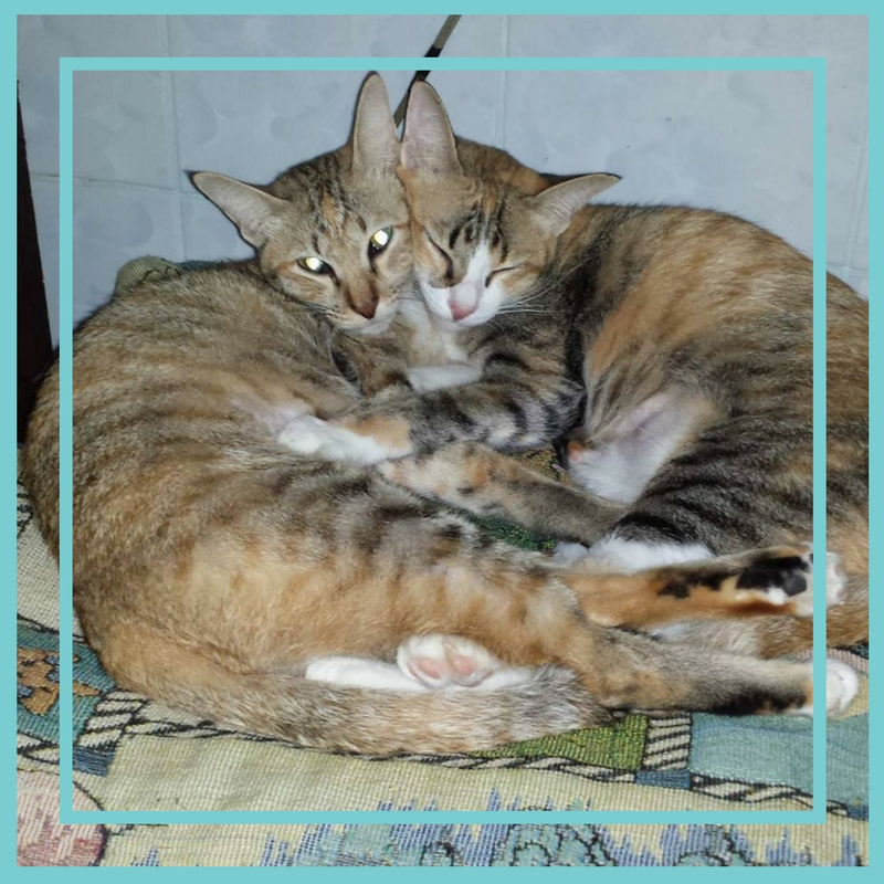 Peaks & Valleys, Vol. 3 feat. Caitlin&nbsp;Elder