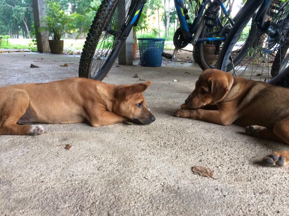 Homeward Bound: All You Need to Know About Sending Your Peace Corps Pets&nbsp;Home