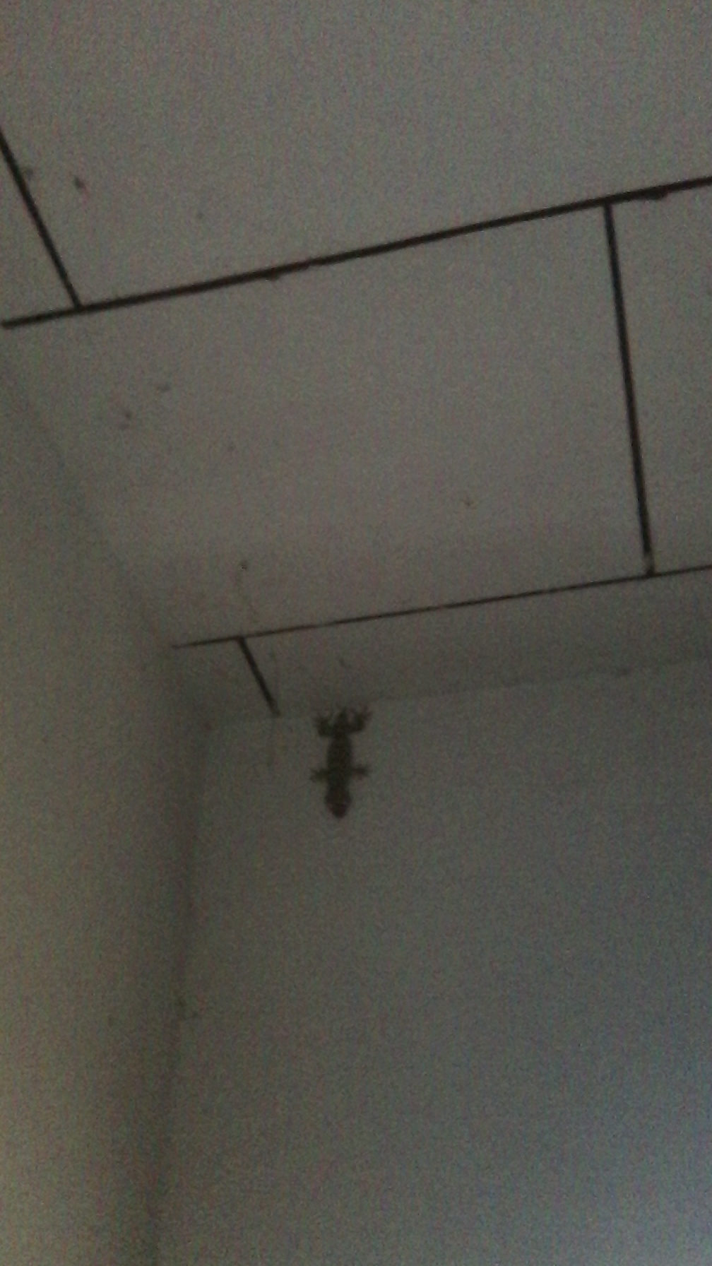 Ode to Rocky: A Tukay House&nbsp;Gecko