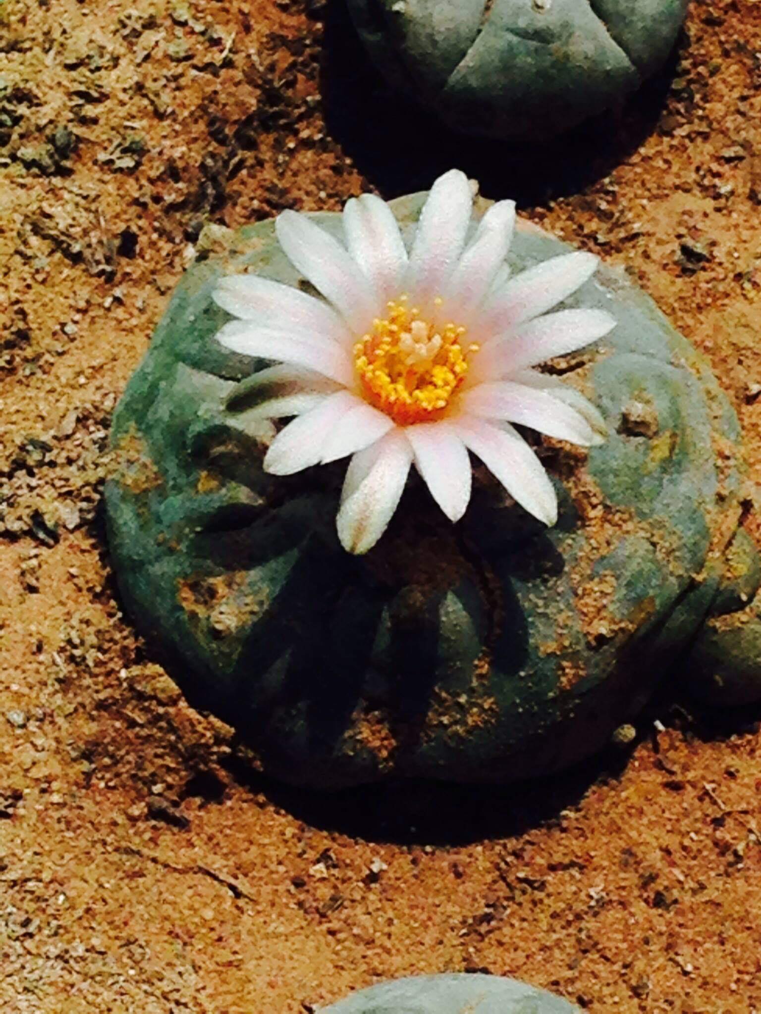 76751537_497172650889902_6599235808857686016_n