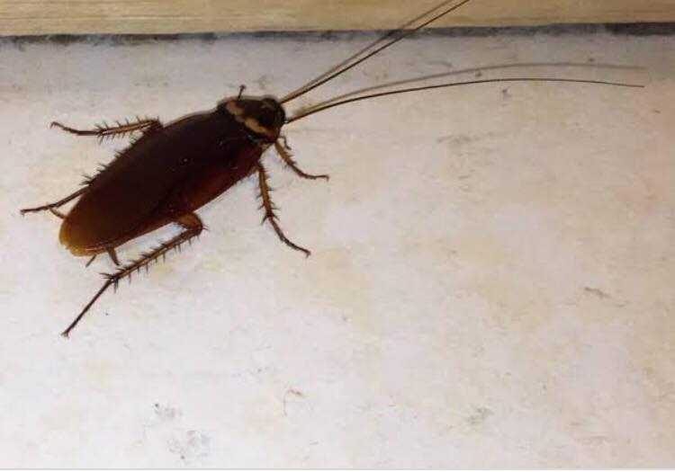 Facing Your Waterbugs