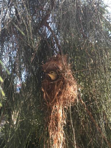 83896884_207696767053764_7378420671094718464_n