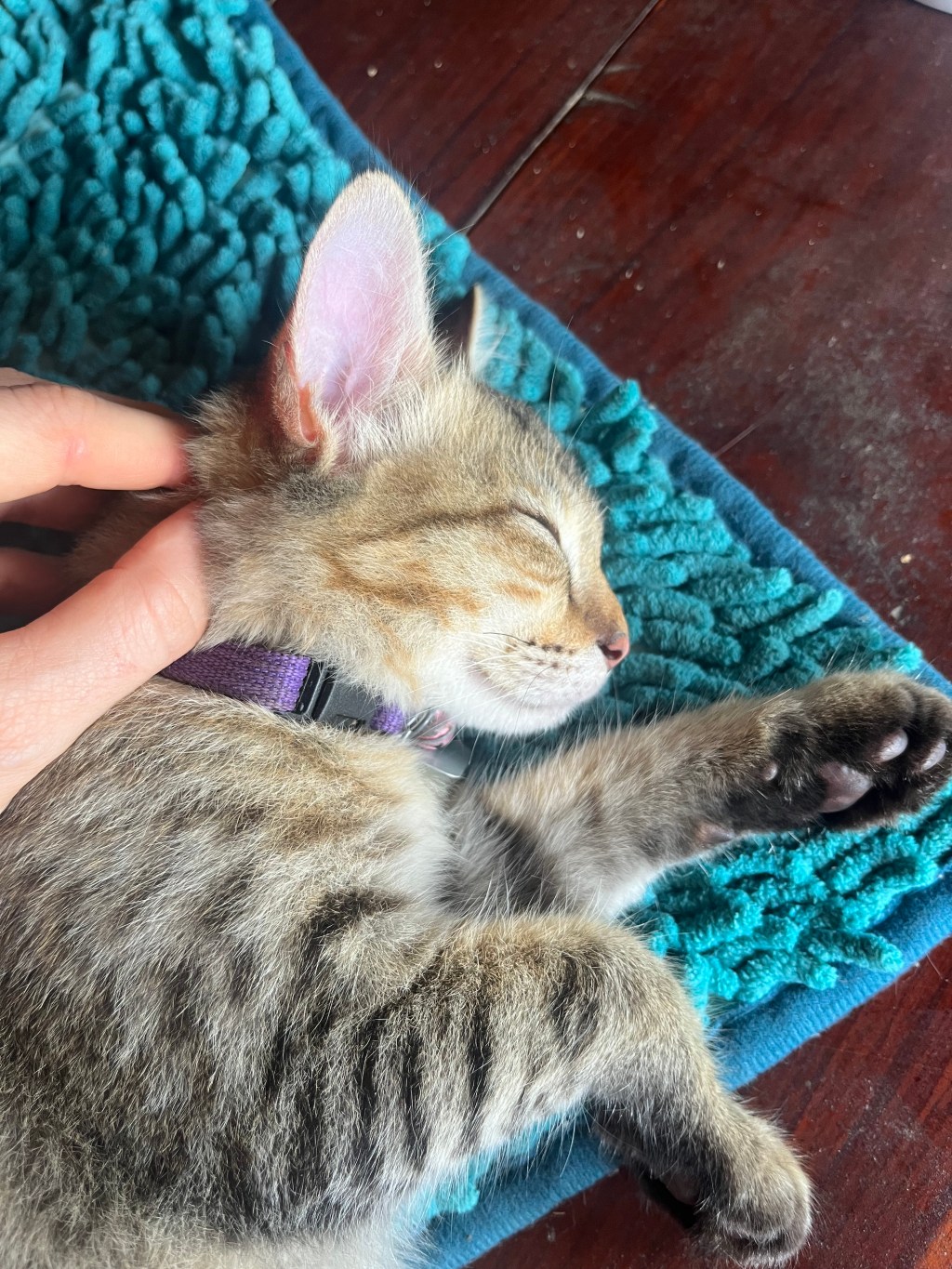 SSFF – Guest Post: My Own&nbsp;Trouble