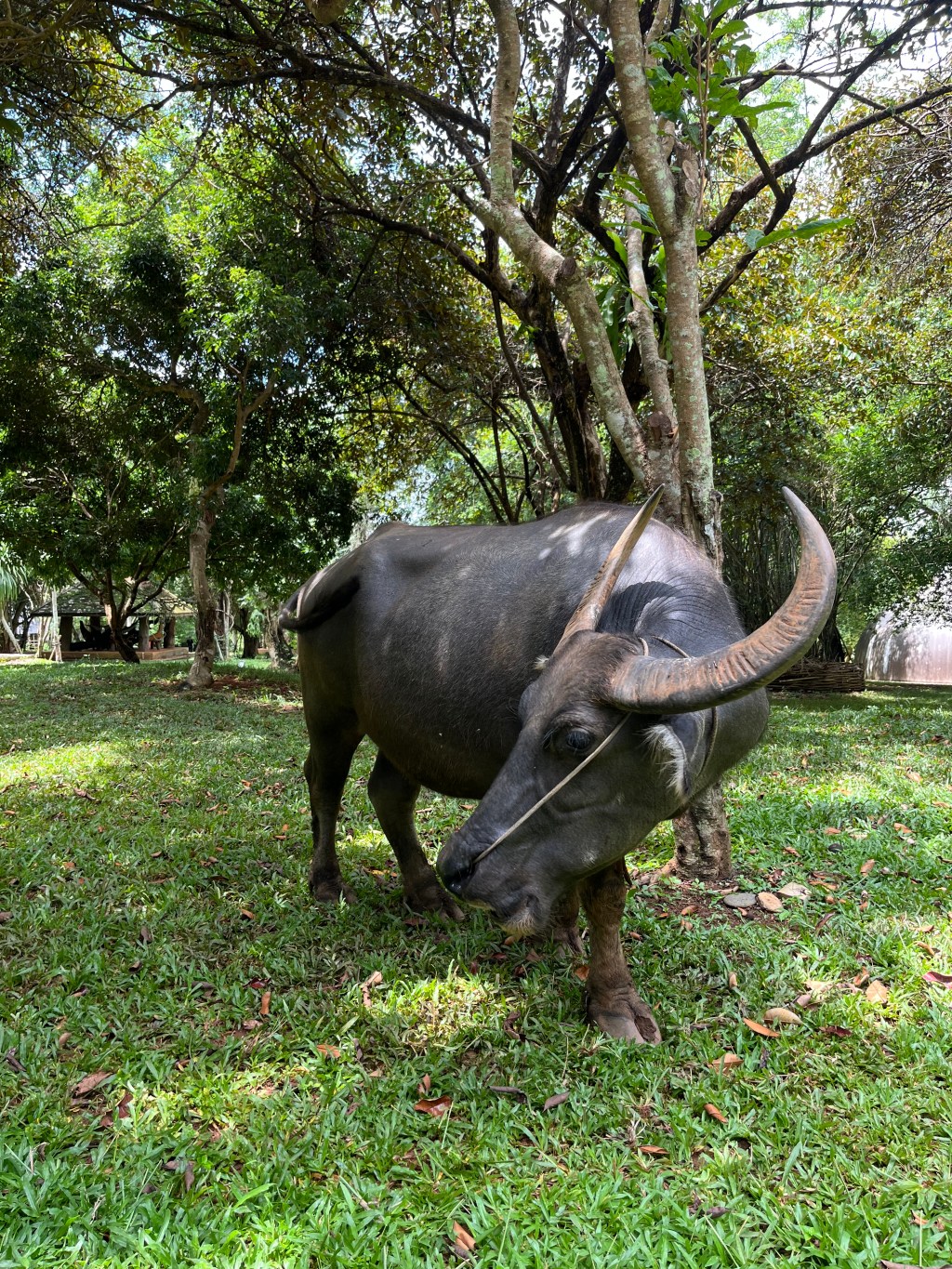 Buffalo Stock Exchange