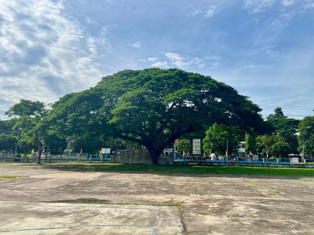 Under Their Shade, We&nbsp;Grow