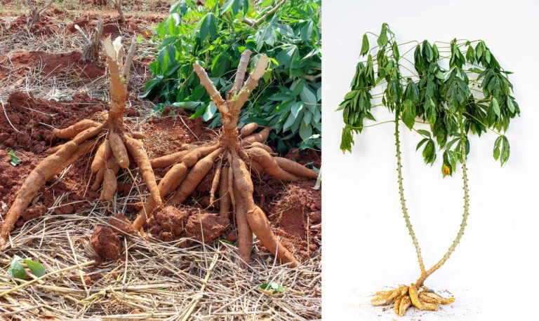 Cassava Sticky Rice Boiled to Biofuel: Where Thailand’s Cassava Goes – Sticky Rice